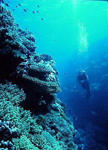Suzanne diving coral reef, FIji