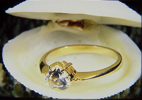 Diamond ring in shell